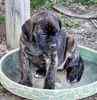 English Mastiff puppies for sale