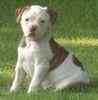 American Bulldog puppies for sale