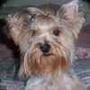 Biewer Yorkshire Terrier puppies for sale 