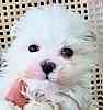AKC Maltese dogs