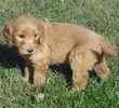Goldendoodle puppies for sale 
