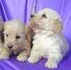 Goldendoodle puppies for sale 