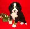 Bernese Mountain Dog puppies for sale 