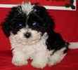 Toy Poodle puppies for sale