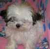Shih Tzu puppies for sale