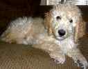 Goldendoodle puppies for sale 