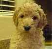 Goldendoodle puppies for sale 