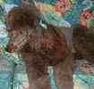 Standard Poodle puppies for sale