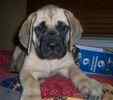 English Mastiff puppies for sale 