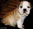 English Bulldog puppies for sale 