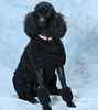 Standard Poodle puppies for sale