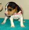 Beagle puppies for sale 