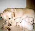 Labrador Retriever puppies for sale