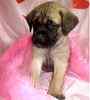 English Mastiff puppies for sale 