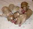 Goldendoodle puppies for sale 