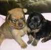 Porkie puppies for sale