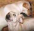 Labrador Retriever dogs for sale 