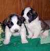 Saint Bernard puppies for sale 