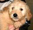 Goldendoodle puppies for sale 