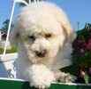 Bichon Frise puppies for sale