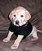 Labrador Retriever puppies for sale