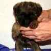 Brussels Griffon puppies for sale