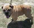 English Bulldog puppies for sale