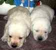 Labrador Retriever puppies for sale 