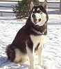 Alaskan Malamute puppies for sale 