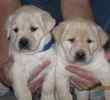 Labrador Retriever puppies for sale 