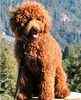 Australian Labradoodle puppies for sale
