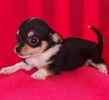 Chihuahua puppies for sale 