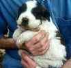 St. Bernard puppies for sale 