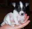 Chihuahua puppies for sale 