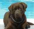 Labrador Retriever Stud Services