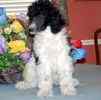 Standard Poodle puppies for sale 