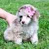 Toy Poodle puppies for sale