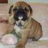 English Bulldog puppies for sale 