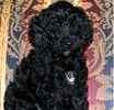 Standard Poodle puppies for sale 