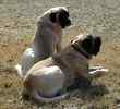 English Mastiff puppies for sale 