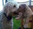 Goldendoodle puppies for sale