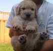 Goldendoodle puppies for sale 