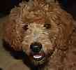 Goldendoodle puppies for sale