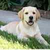 Labrador Retriever puppies for sale
