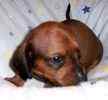 Miniature Dachshund puppies for sale 