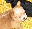 Shorkie puppies for sale