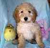 Goldendoodle puppies for sale 