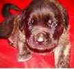 English Mastiff puppies for salew