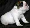 English Bulldog puppies for sale 