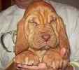 Bloodhound puppies for sale 